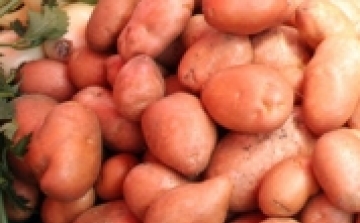 Mégsem lehet génmódosított krumplit forgalmazni az EU-ban