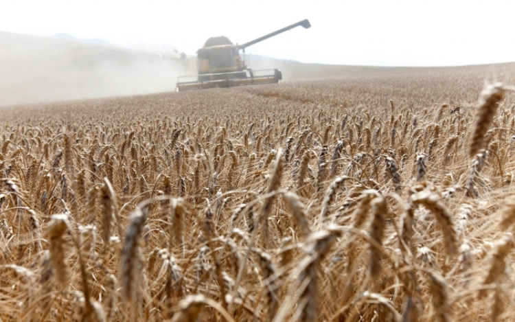 Fazekas: nem engedjük be a GMO-termékeket
