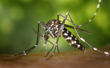 Terjed a chikungunya-vírus Olaszországban