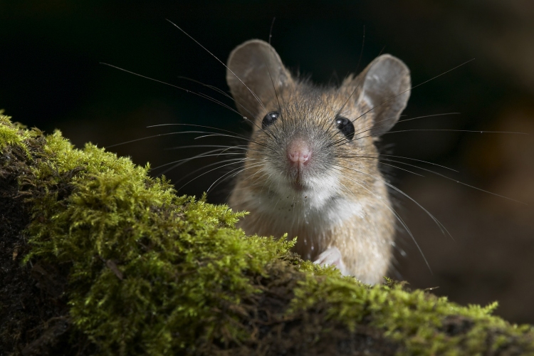 Génterápiával sikerült helyreállítani süket egerek hallását