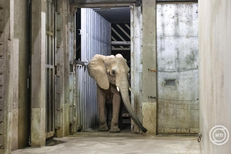Újabb afrikai elefánt érkezett a Nyíregyházi Állatparkba